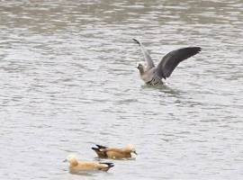 国家二级保护动物白额雁首次现身兰州新区