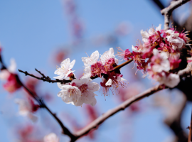 陇南武都，桃花朵朵正当时