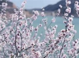 山桃花开春来早，去平凉崆峒山赴一场春的约会