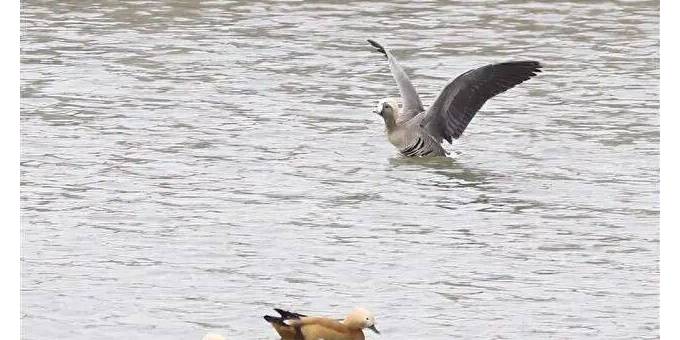 国家二级保护动物白额雁首次现身兰州新区