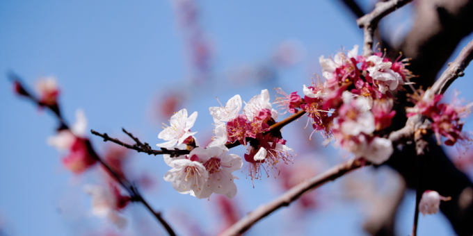 陇南武都，桃花朵朵正当时